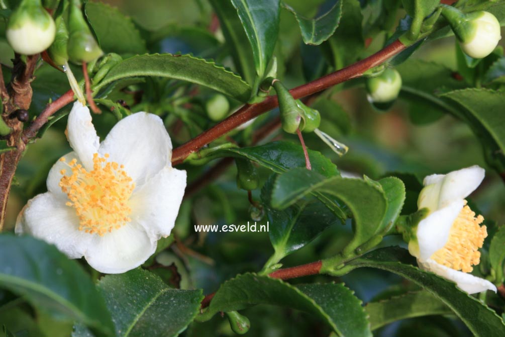 Camellia sinensis