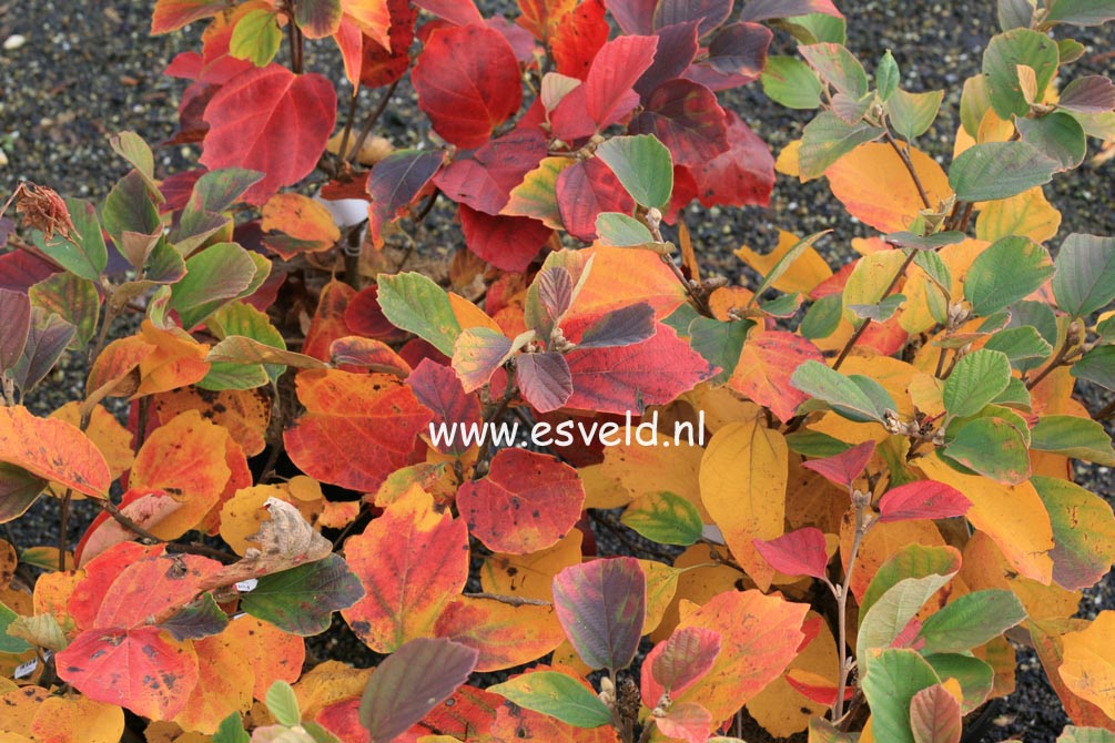 Fothergilla major