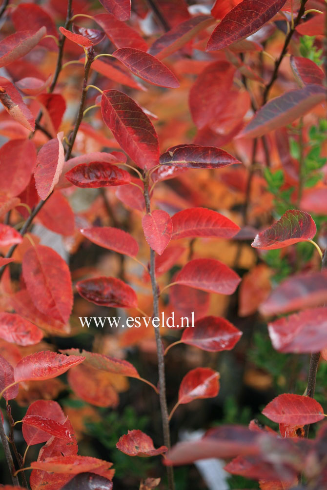 Amelanchier lamarckii