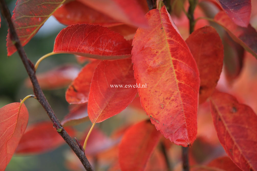 Amelanchier lamarckii