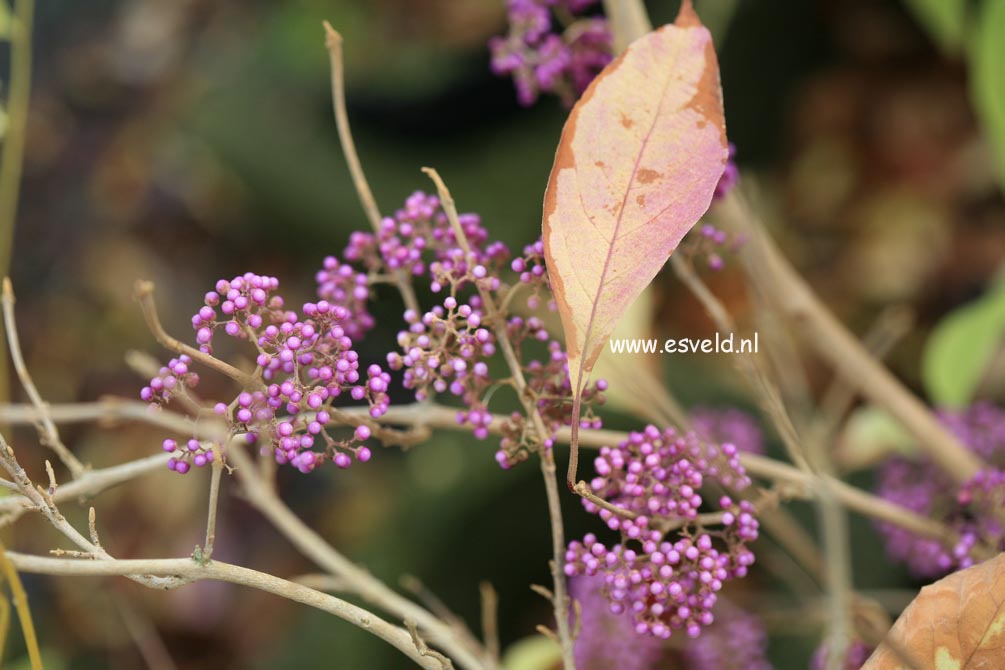 Callicarpa cathayana