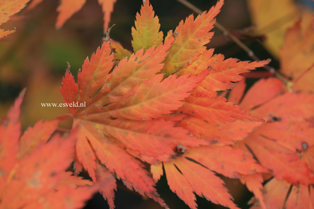 Acer palmatum 'Mirte'