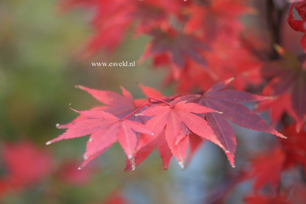 Acer palmatum 'Masu murasaki'