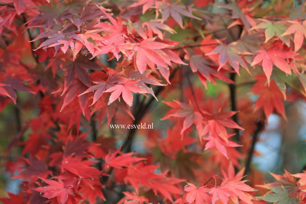 Acer palmatum 'Masu murasaki'