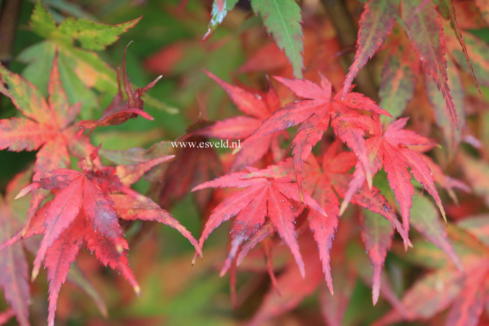 Acer palmatum 'Mizuho beni'