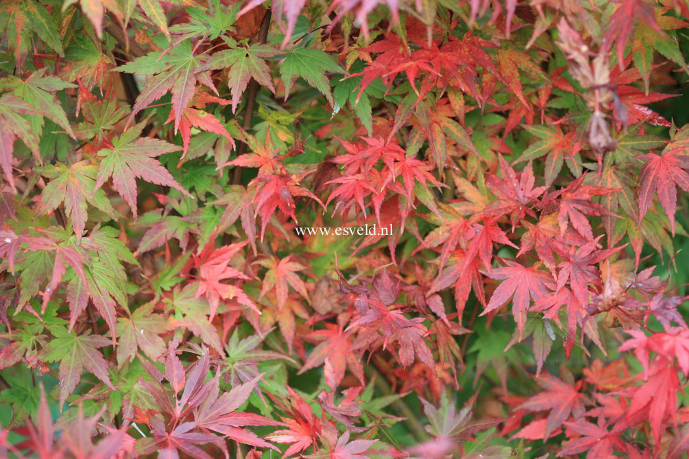 Acer palmatum 'Mizuho beni'