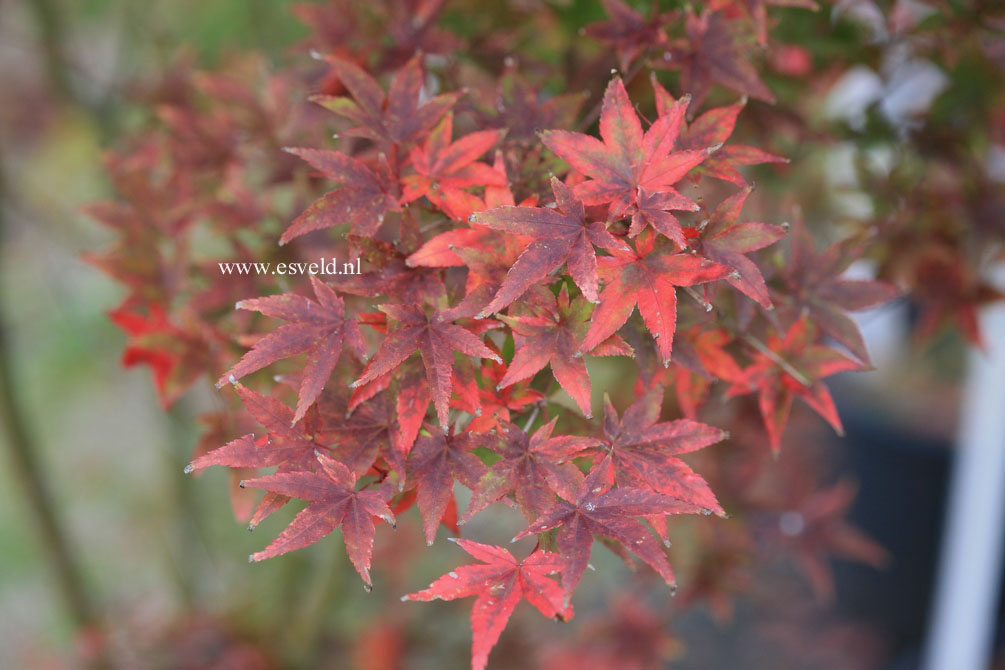 Acer palmatum 'Komon nishiki'