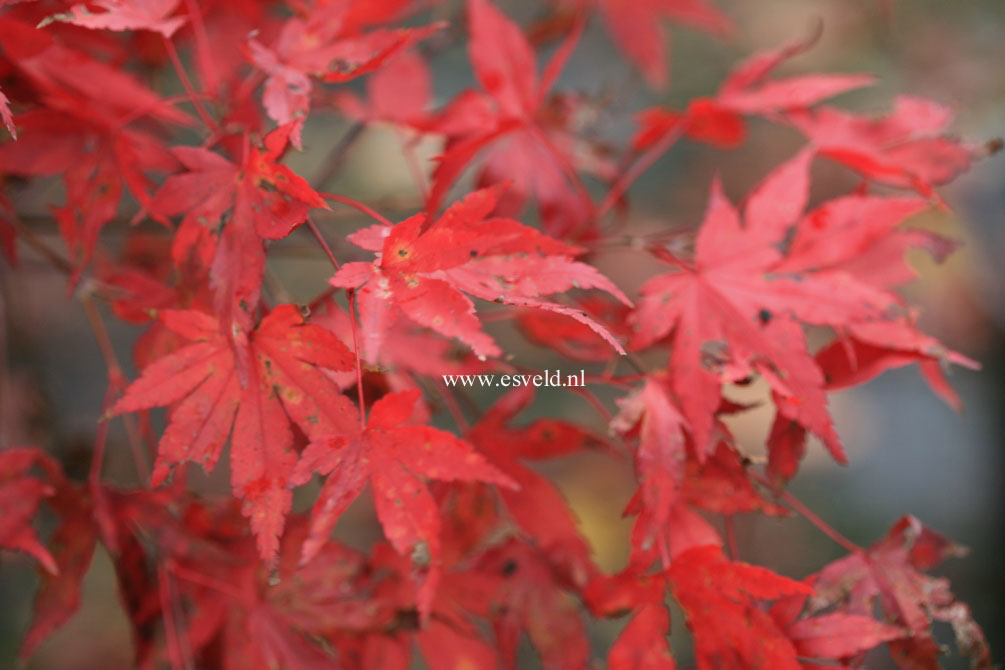 Acer palmatum 'Gekkoh nishiki'