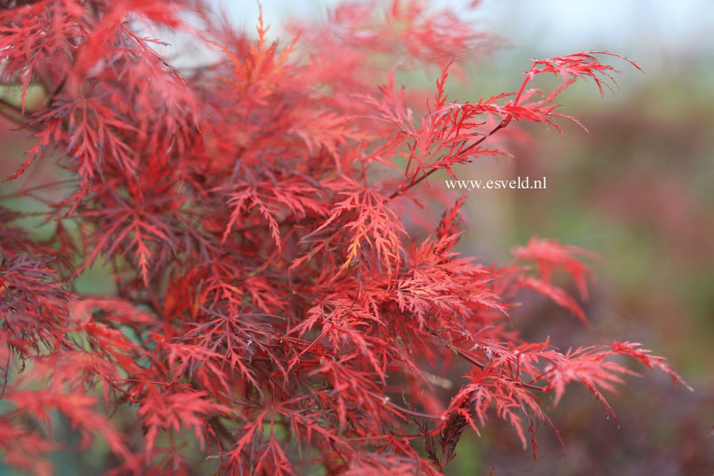 Acer palmatum 'Emerald Lace'