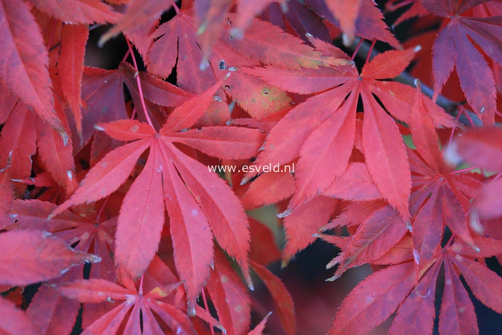 Acer palmatum 'Whitney Red'
