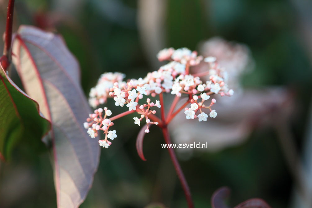 Viburnum setigerum