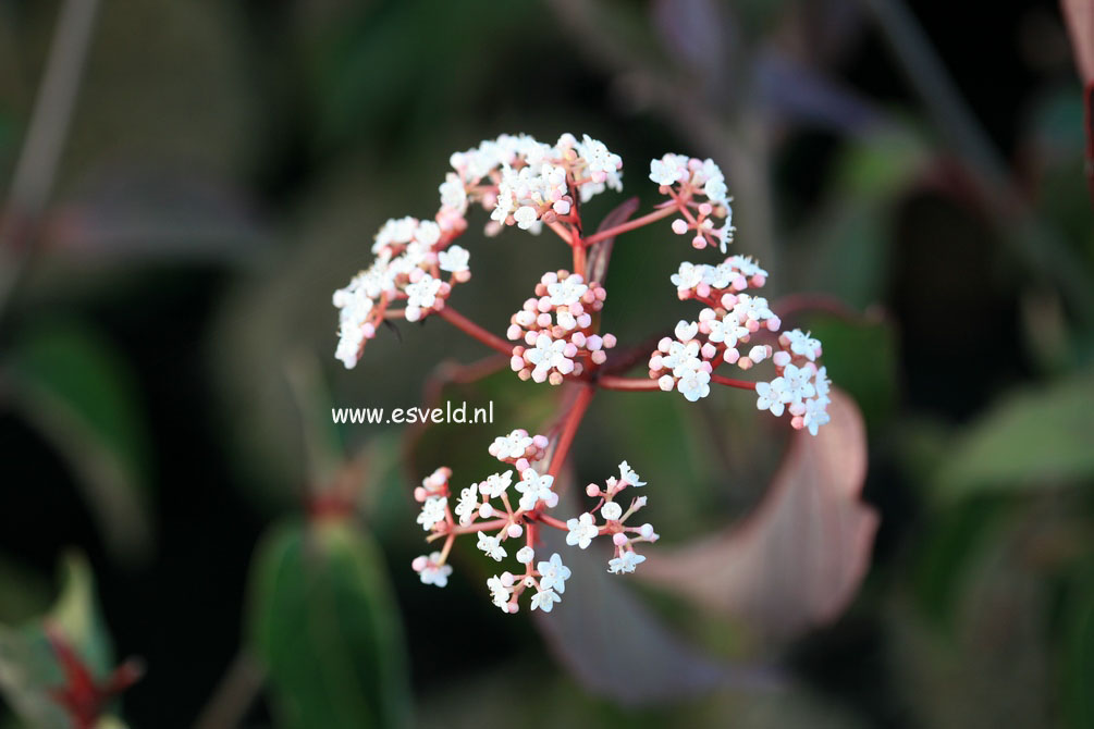 Viburnum setigerum