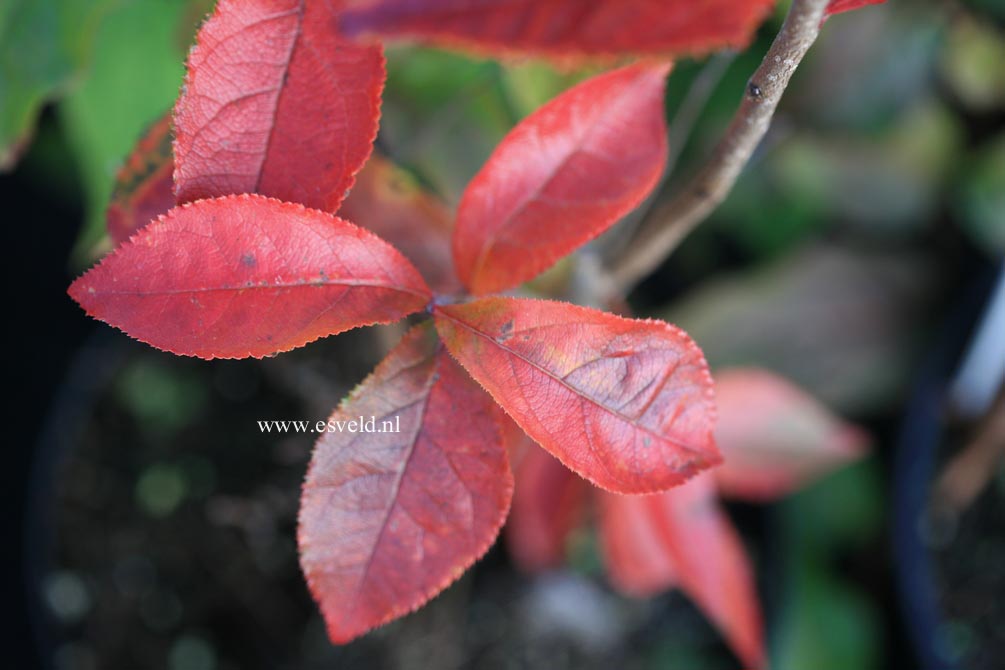 Photinia villosa var. laevis