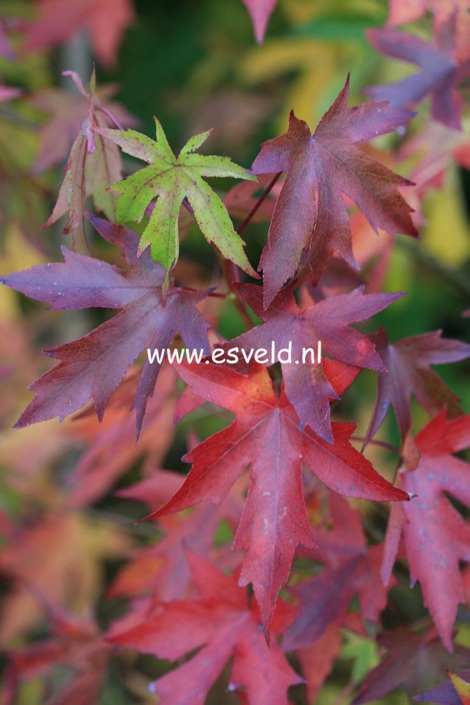 Liquidambar styraciflua 'Worplesdon'