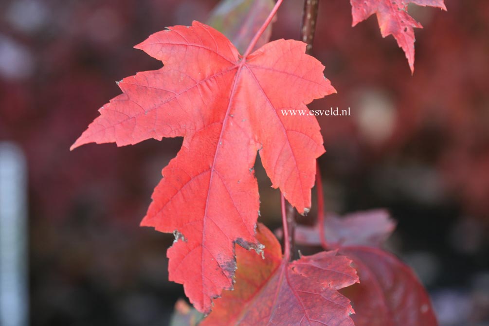 Acer rubrum