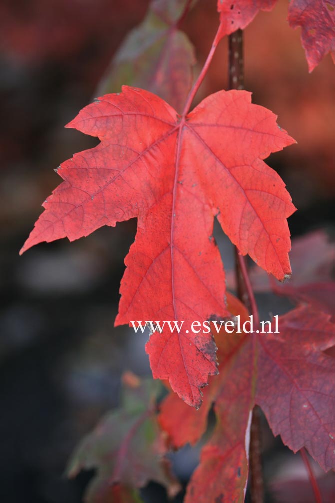 Acer rubrum