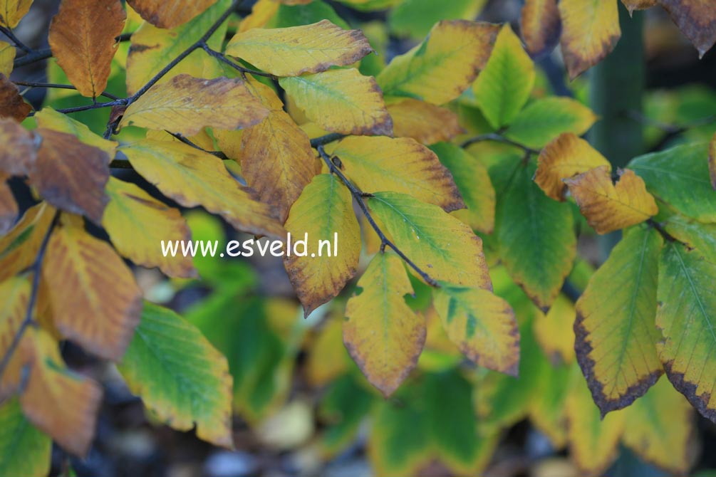 Fagus crenata