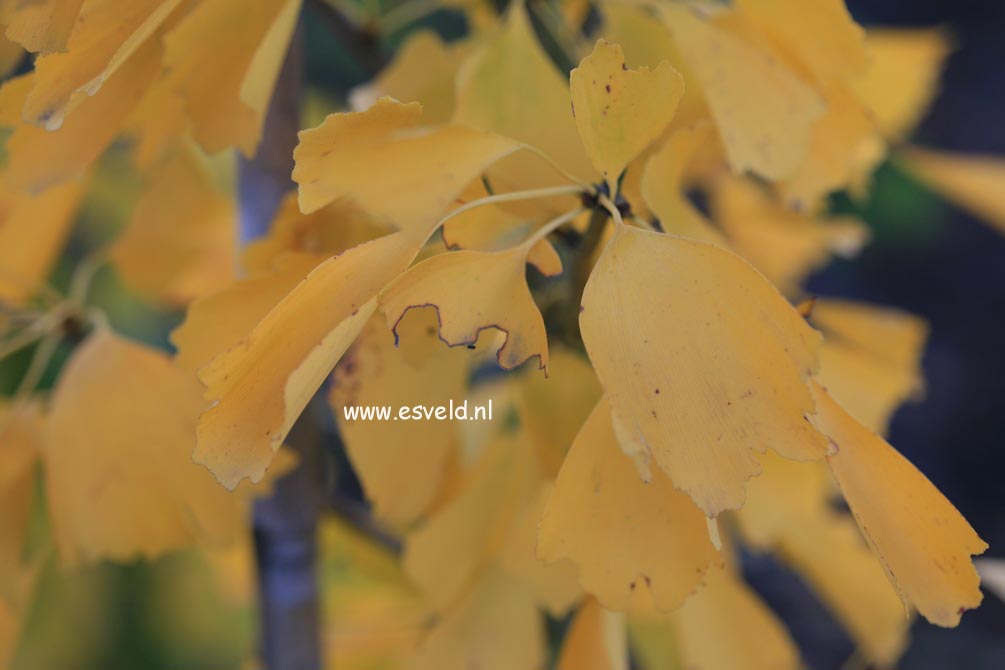 Ginkgo biloba