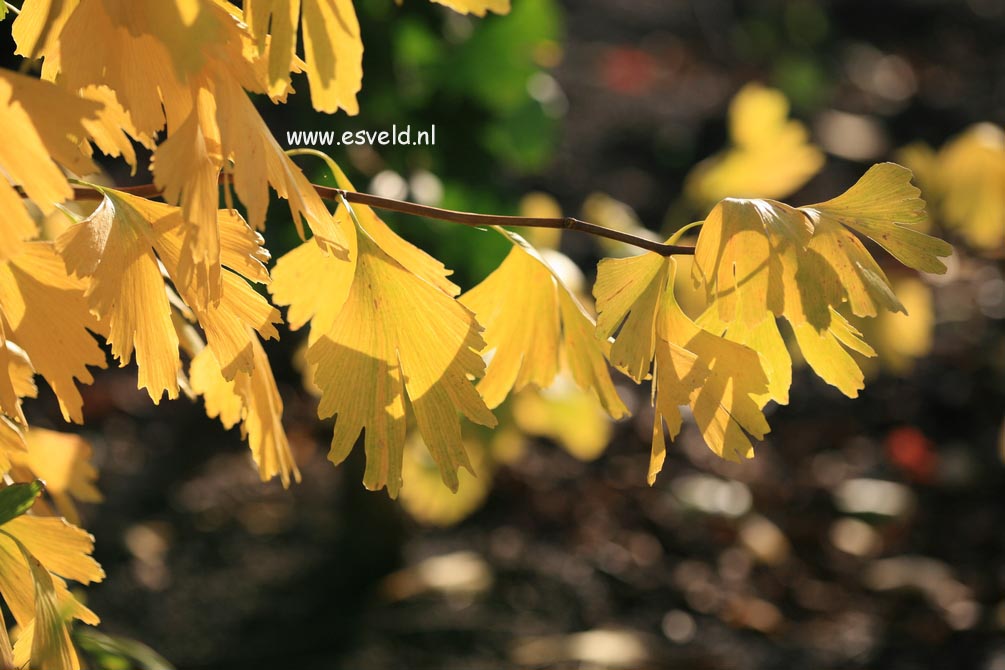 Ginkgo biloba 'Saratoga'