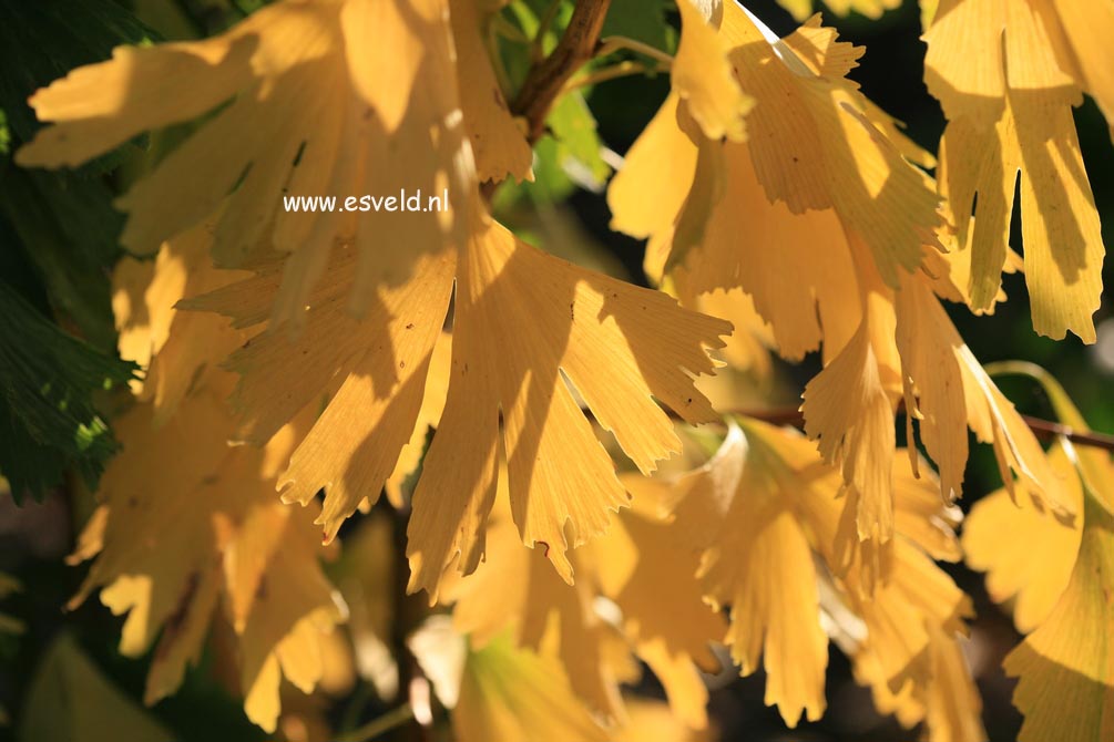 Ginkgo biloba 'Saratoga'