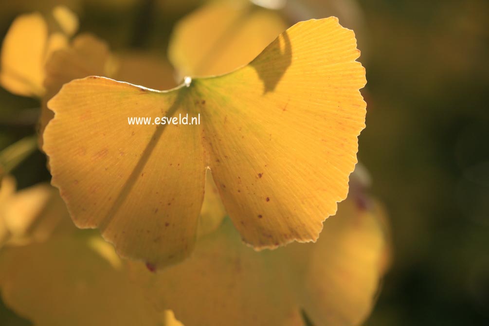 Ginkgo biloba