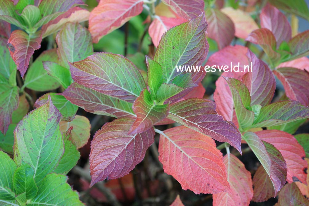 Hydrangea macrophylla 'Trebah Silver'