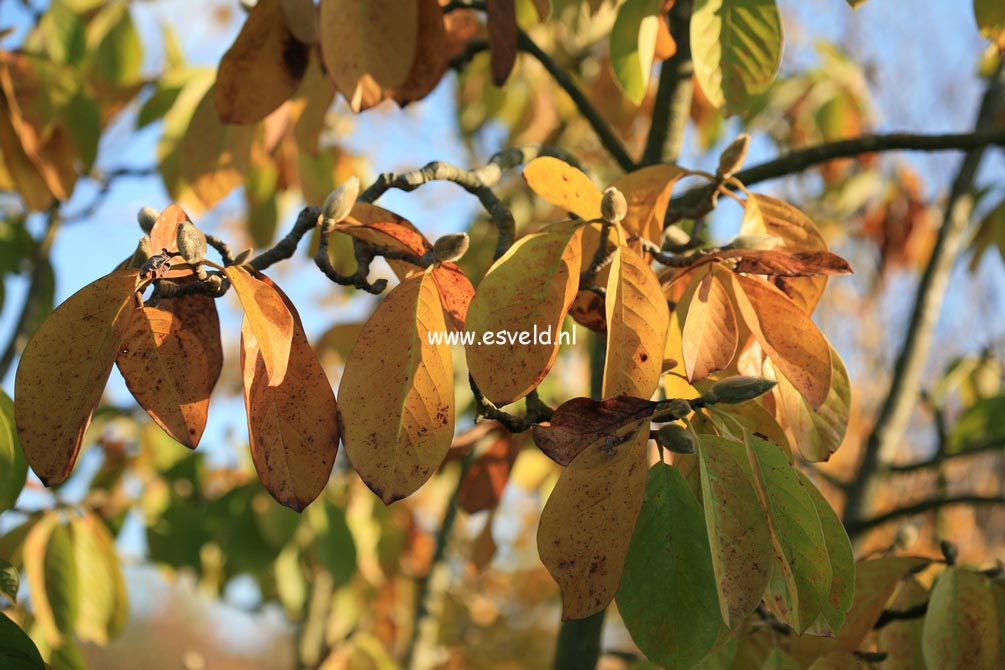 Magnolia 'Leda'