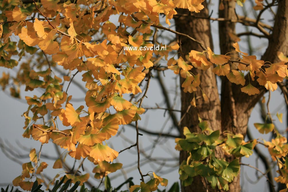 Ginkgo biloba