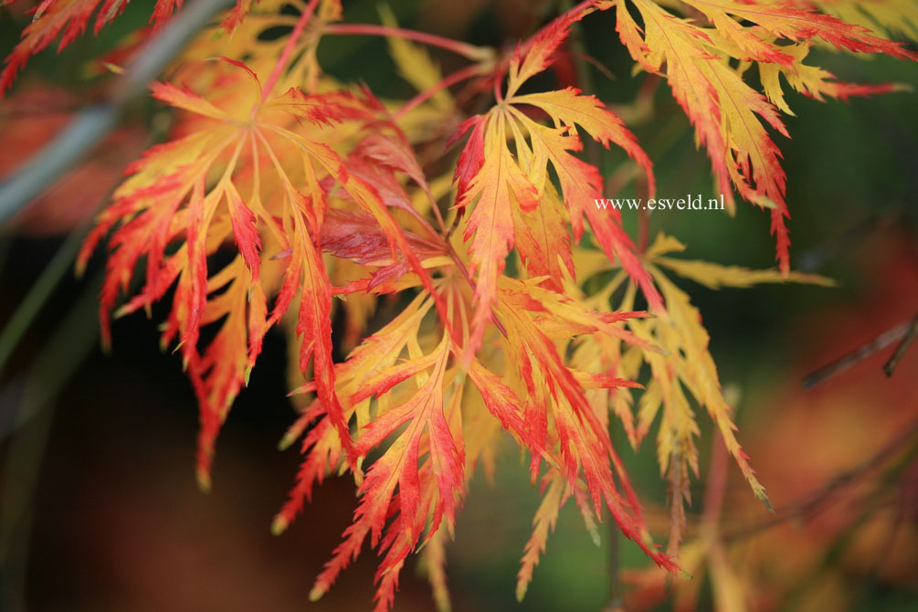 Acer palmatum 'Green Globe'