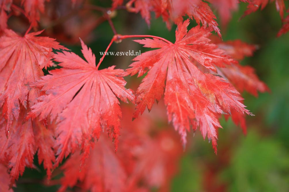 Acer shirasawanum 'Gloria'