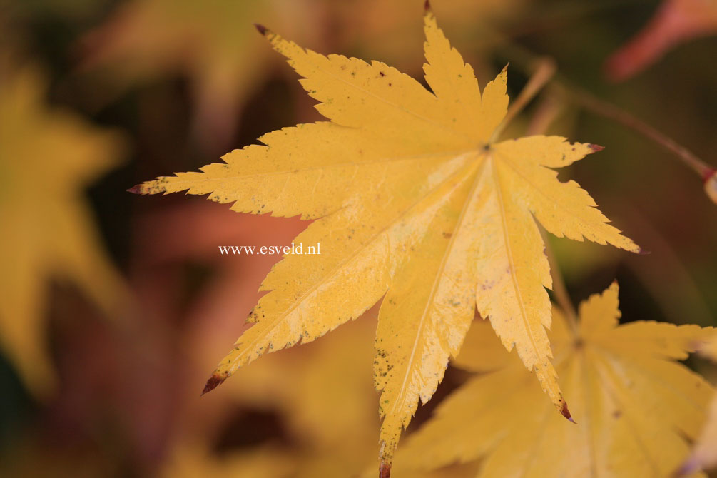 Acer palmatum 'Genshu yama'