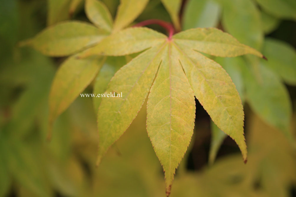 Acer palmatum 'Green Star'