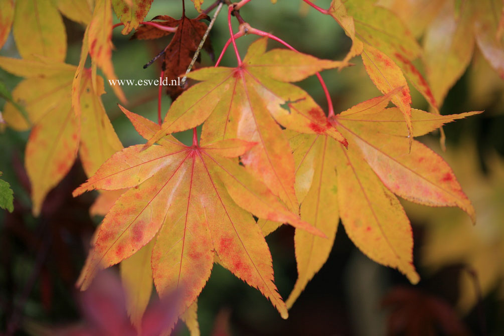 Acer palmatum 'Hondo Ji'