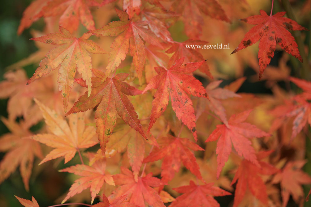Acer palmatum 'Nukata'