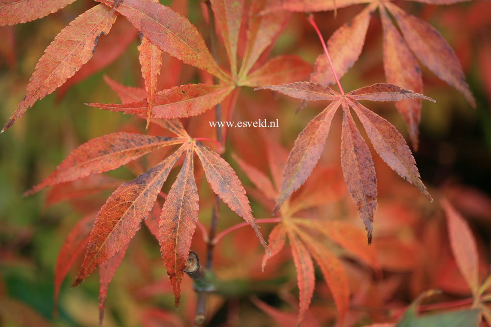 Acer palmatum 'Soma no kawa'