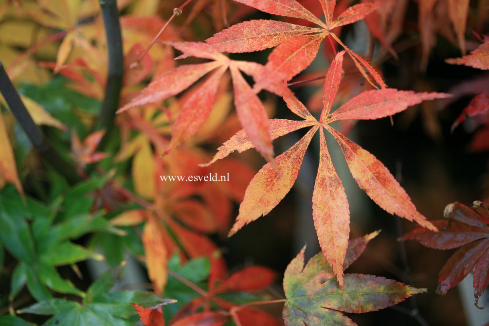 Acer palmatum 'Soma no kawa'