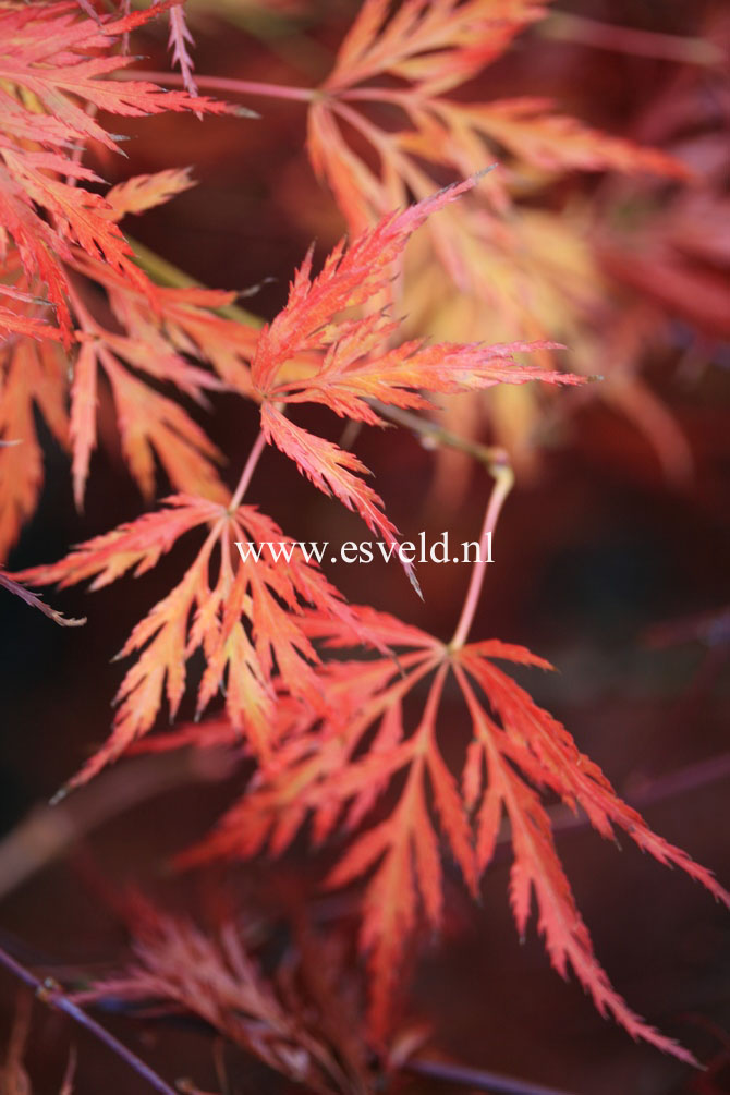 Acer palmatum 'Mioun'