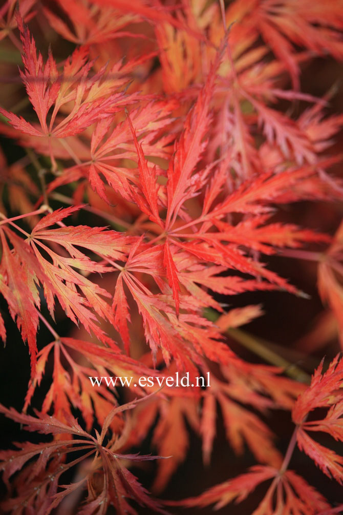 Acer palmatum 'Mioun'