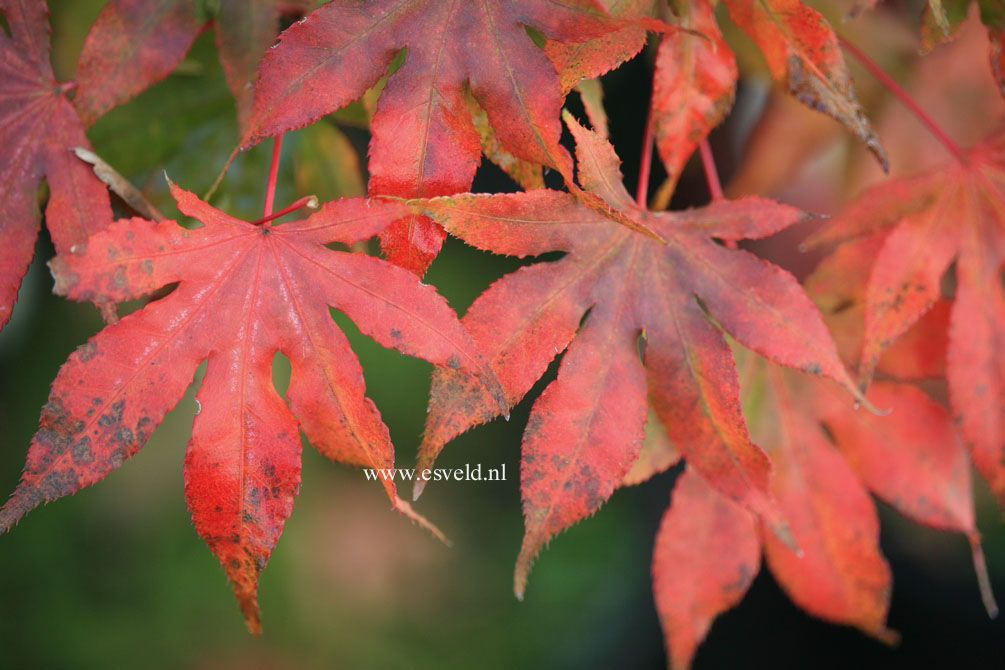 Acer palmatum 'Reticulatum Purple'