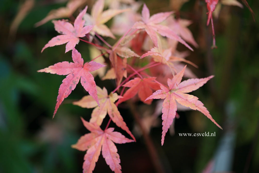 Acer palmatum 'Chi otome'