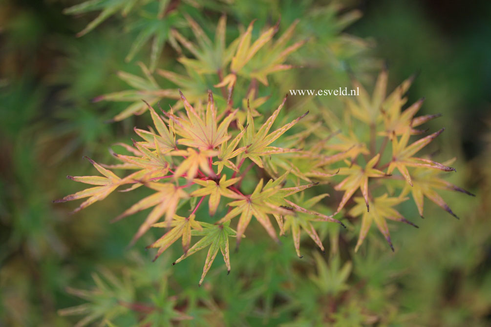 Acer palmatum 'Crippsii'