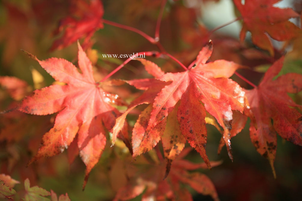 Acer palmatum 'Reticulatum Purple'