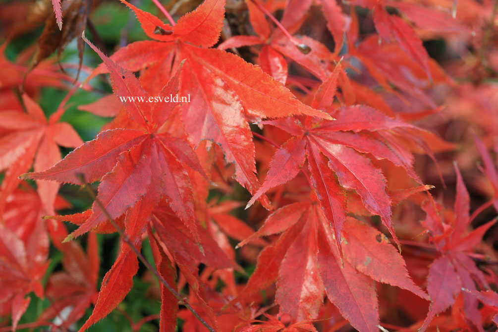 Acer palmatum 'Furu kawa'