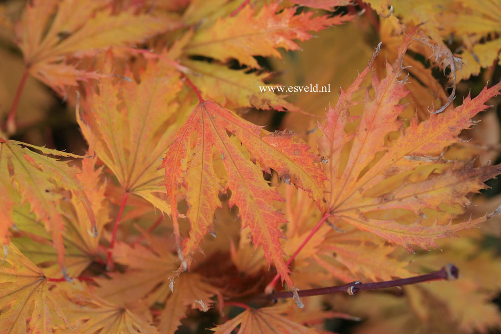 Acer palmatum 'Sister Ghost'