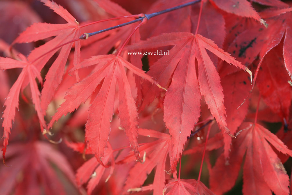 Acer palmatum 'Oregon Sunset'