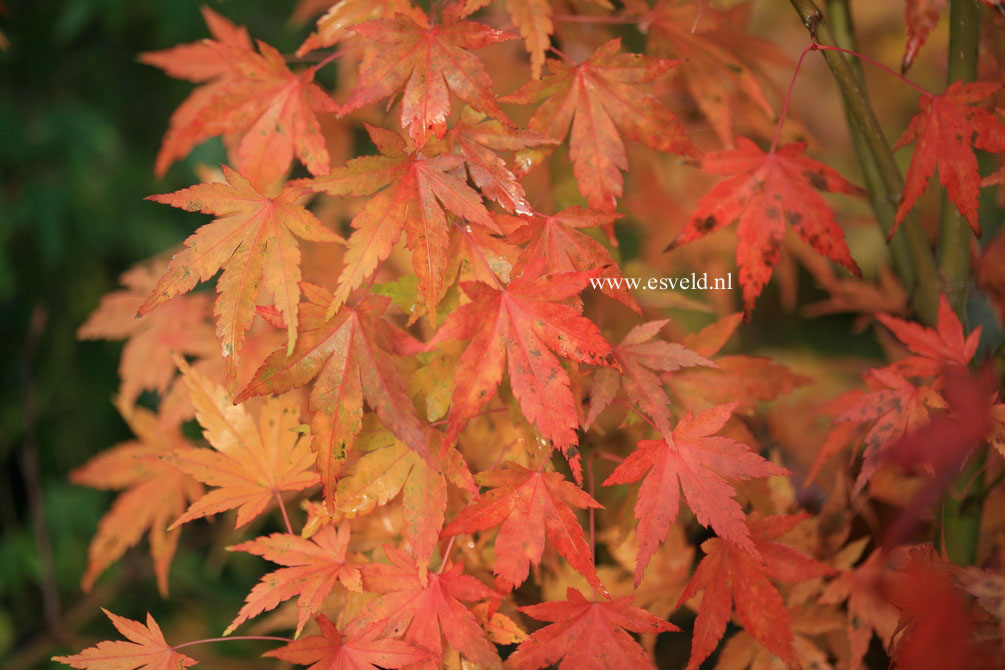 Acer palmatum 'Nukata'