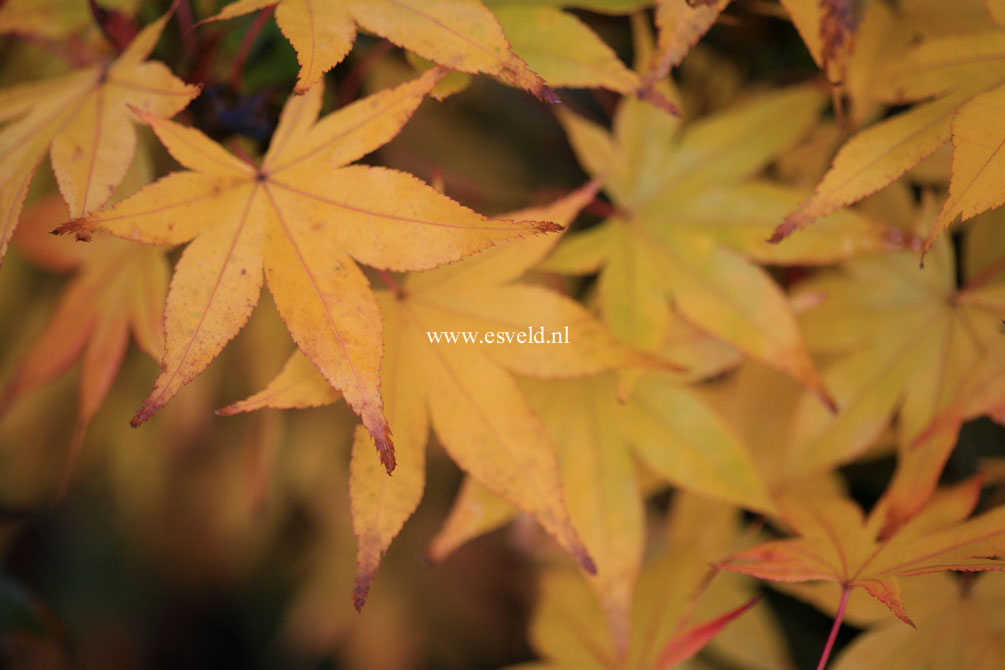 Acer palmatum 'Golden Pond'