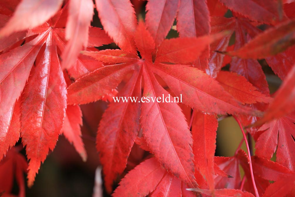 Acer palmatum 'Westonbirt Red'