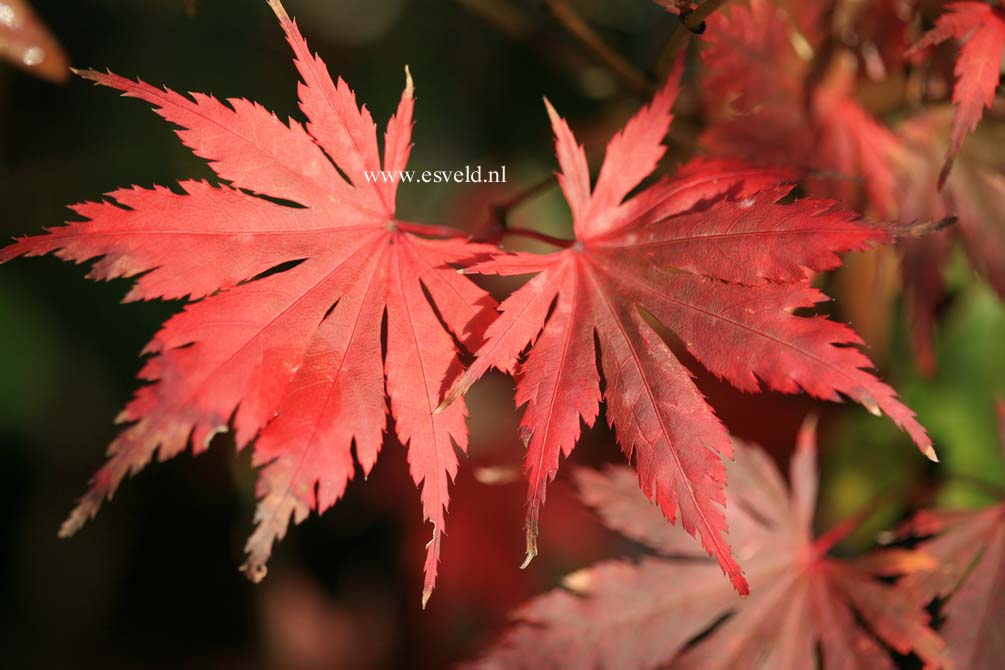 Acer palmatum 'Ariadne'