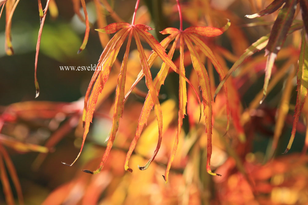 Acer palmatum 'Linearilobum'